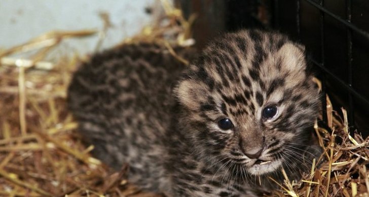 leopard, gullig, Parken Zoo, Utrotningshotad, Eskilstuna, Bebis